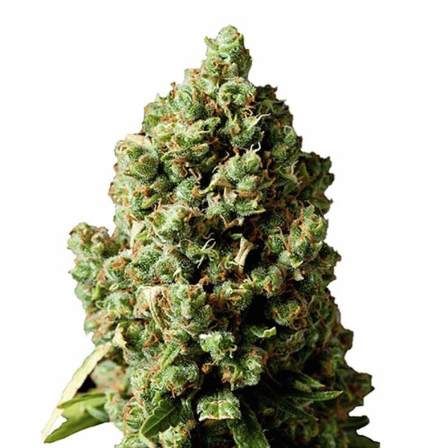 Cookies Gelato Autoflower Cannabissamen für Händler im B2B-Shop