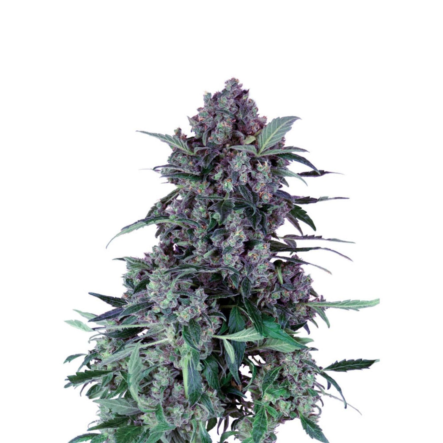 Purple Haze Autoflower Cannabissamen für Händler im B2B-Shop