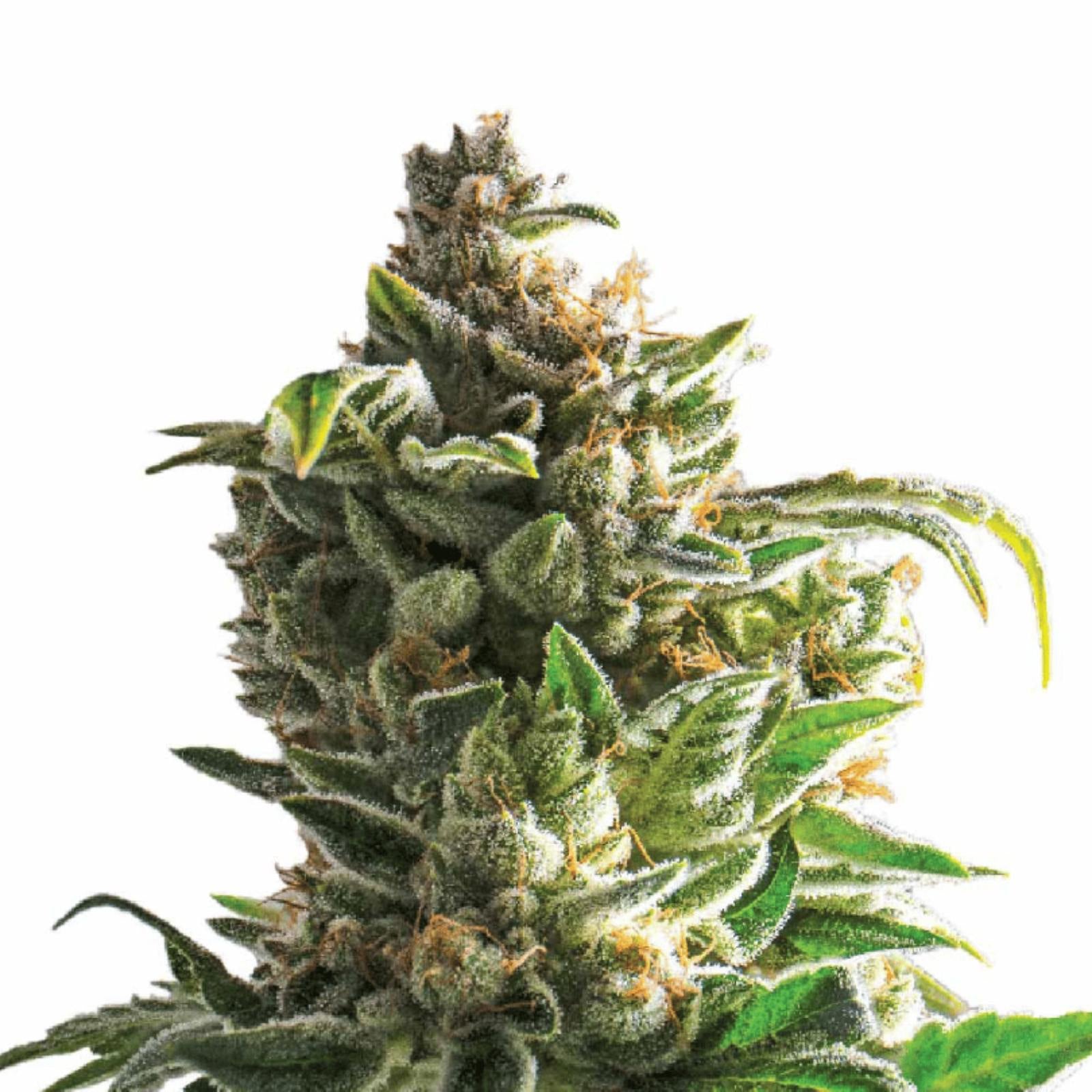 Bruce Banner Autoflower Cannabissamen für Händler im B2B-Shop