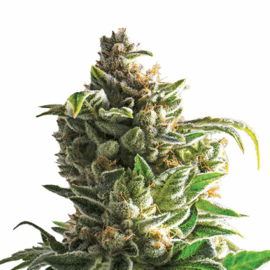 Bruce Banner Autoflower Cannabissamen für Händler im B2B-Shop