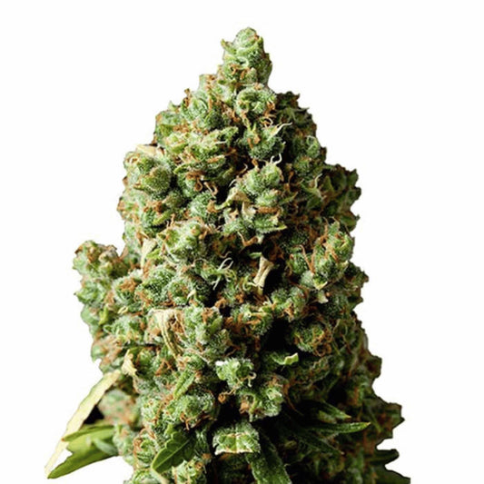 Cookies Gelato Autoflower Cannabissamen für Händler im B2B-Shop