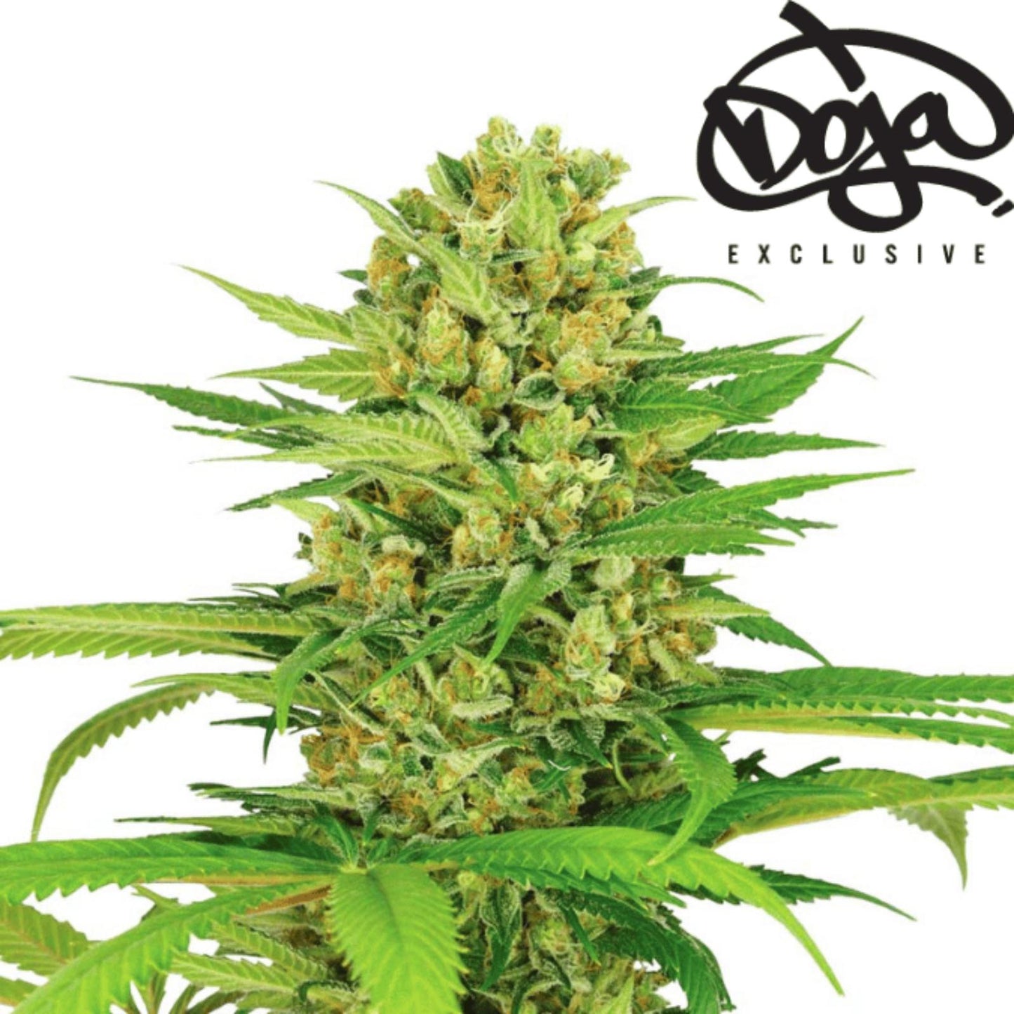 Doja OG Kush Cali Cannabissamen für Händler im B2B-Shop
