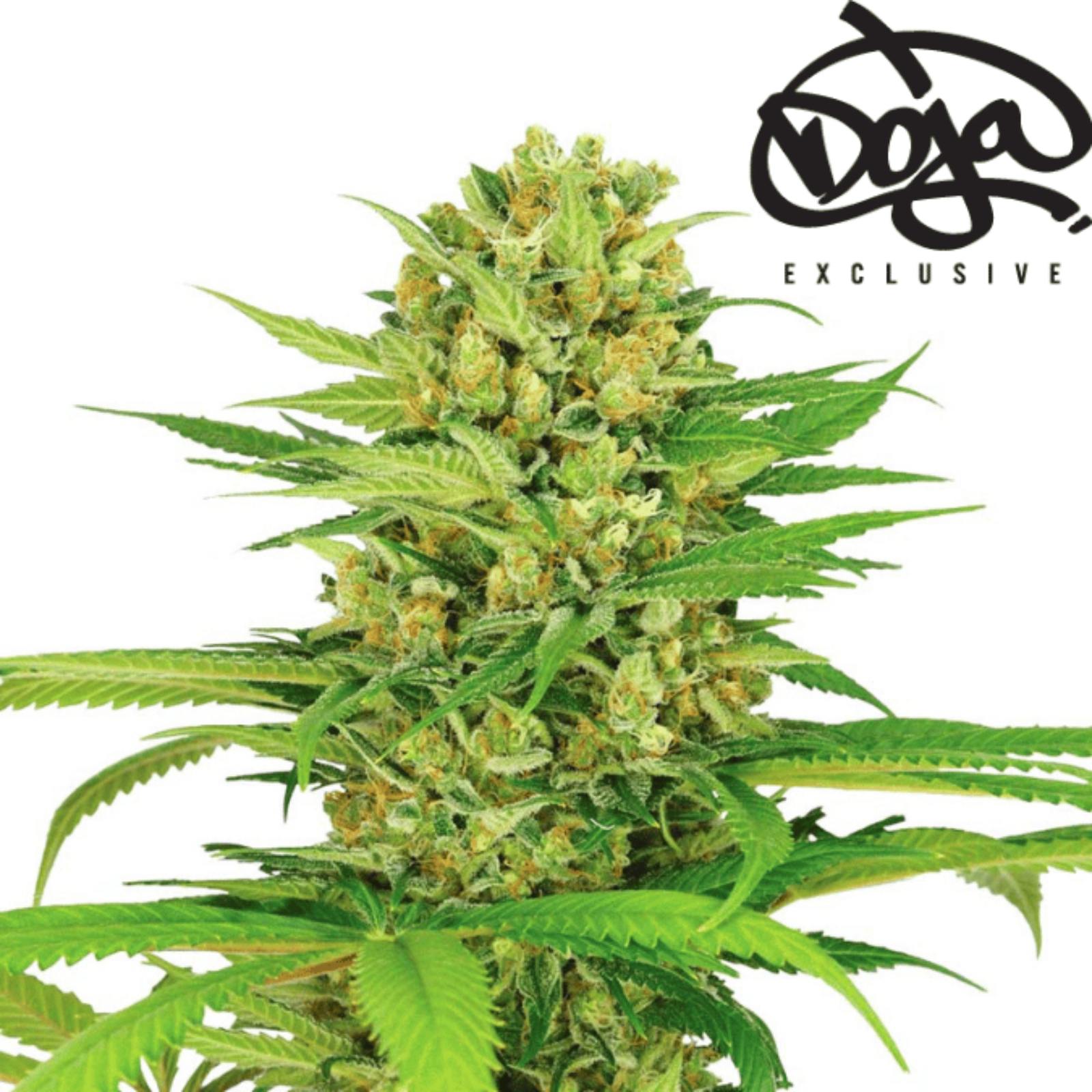 Doja OG Kush Cali Cannabissamen für Händler im B2B-Shop
