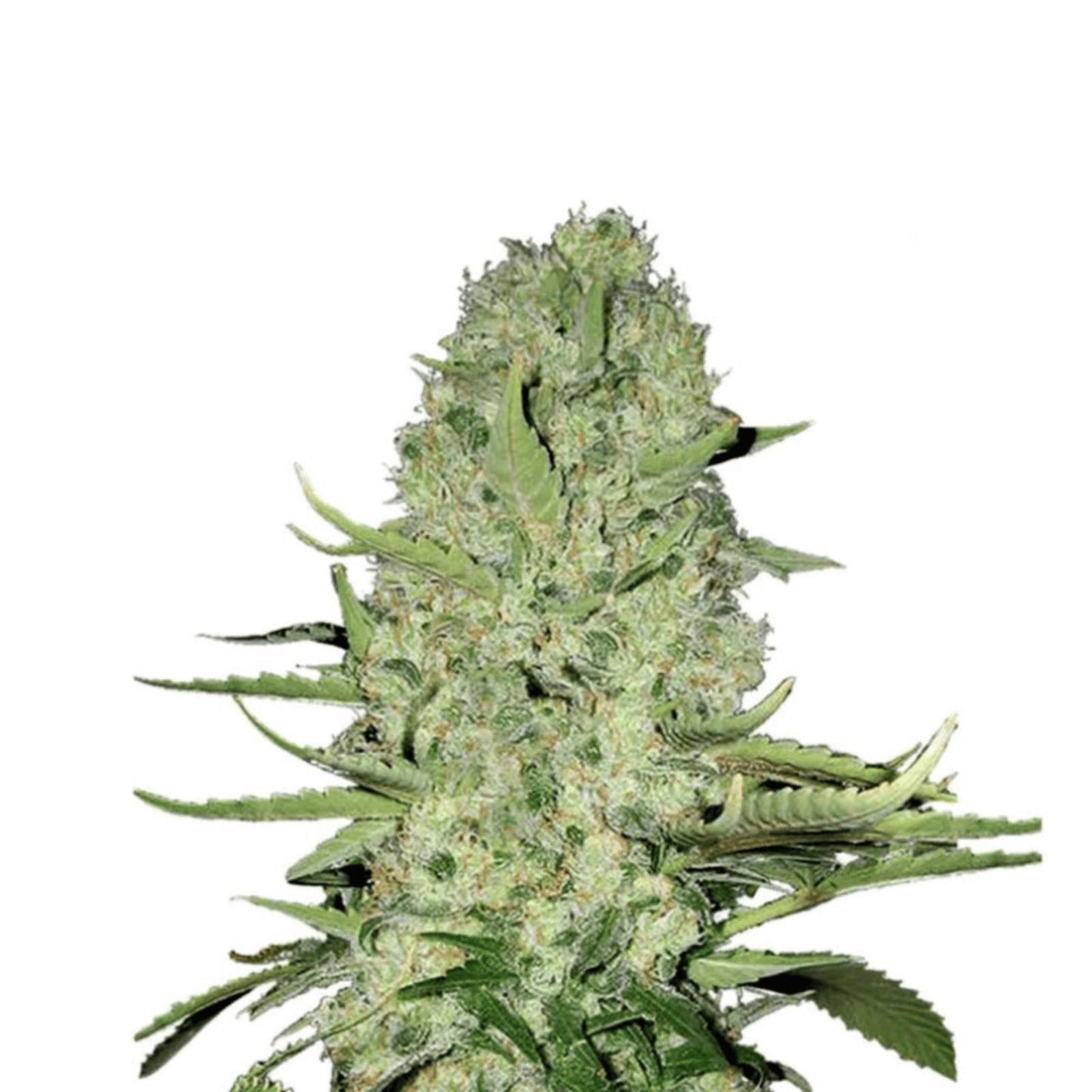Jack Herer Autoflower Cannabissamen für Händler im B2B-Shop
