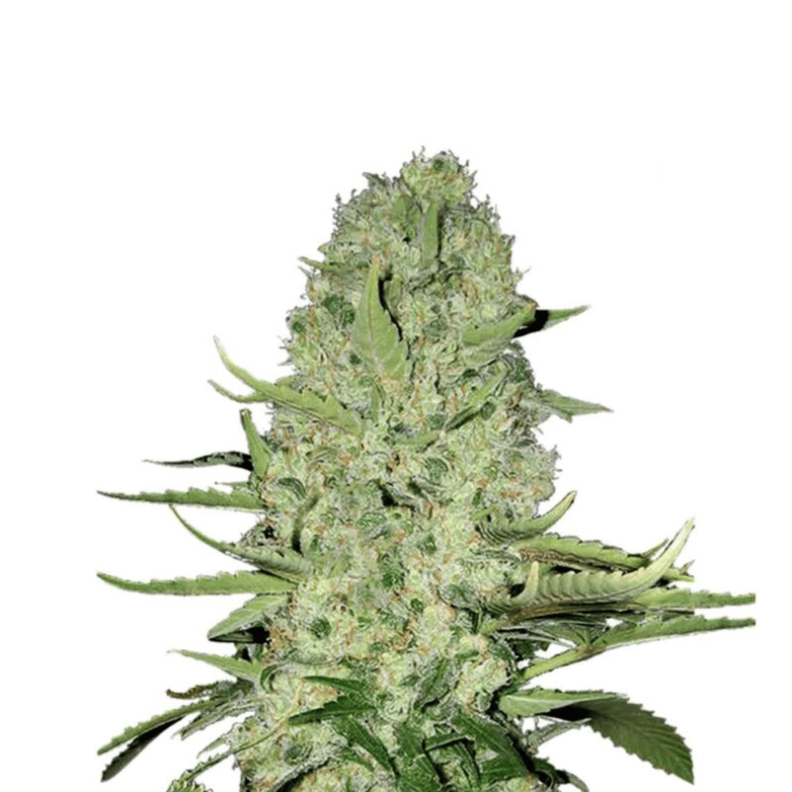Jack Herer Autoflower Cannabissamen für Händler im B2B-Shop